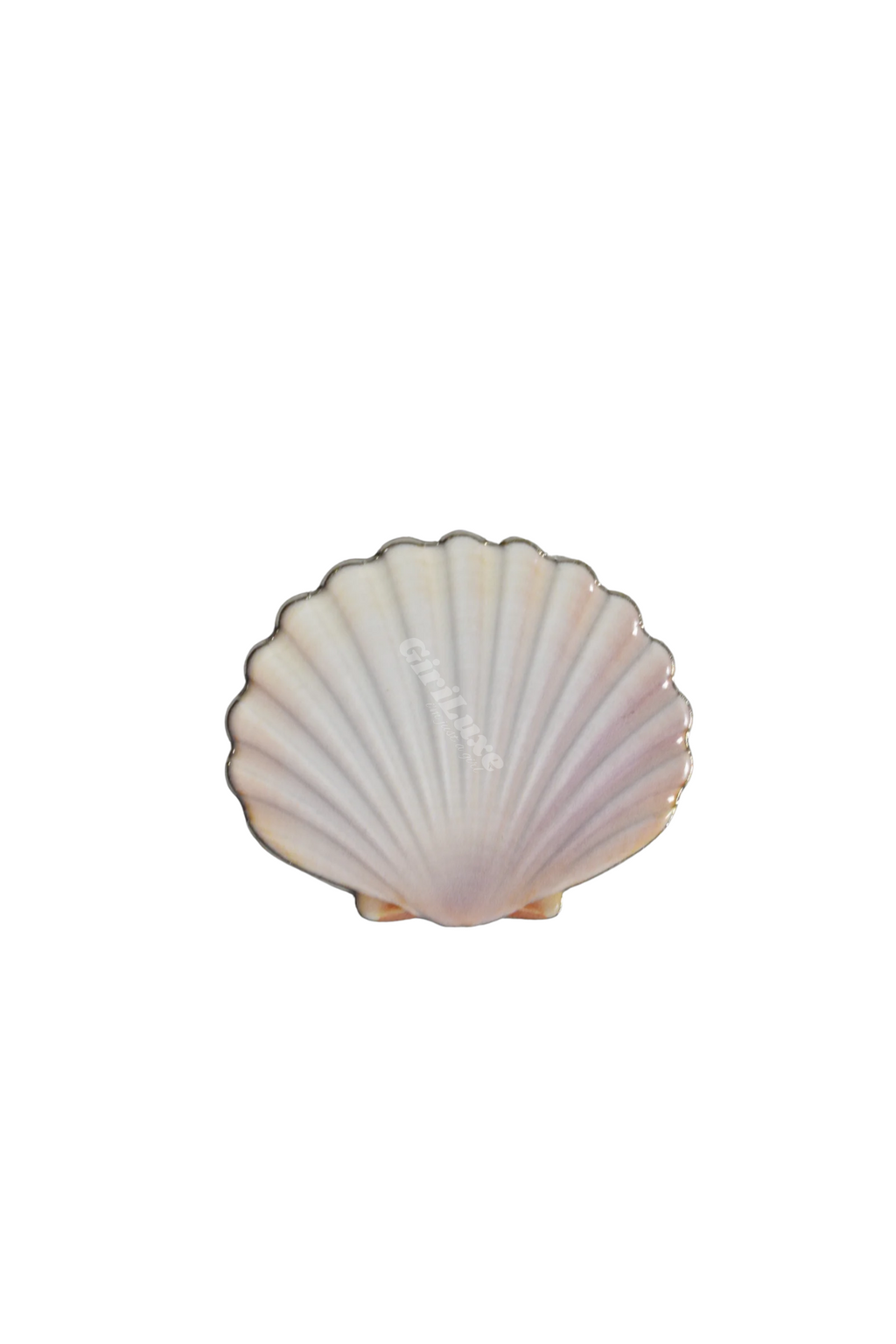 Seashell 🐚
